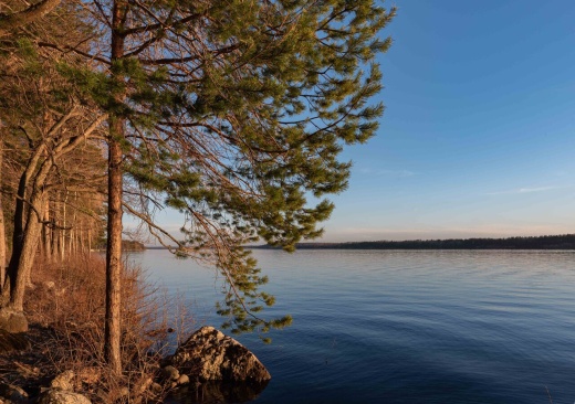 Cosmos Karelia